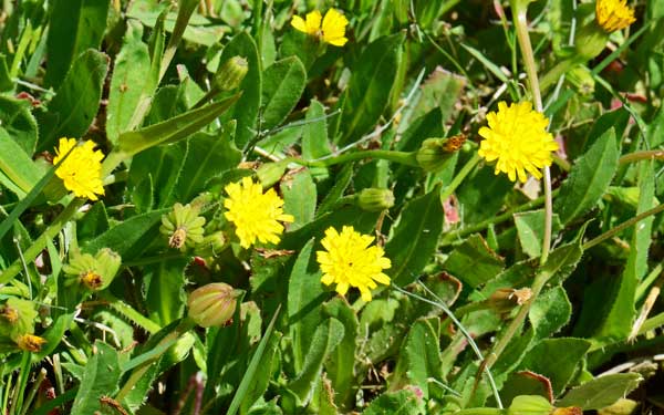 Hedypnois cretica, Crete Weed, Southwest Desert Flora Hedypnois cretica, Crete Weed, Southwest Desert Flora